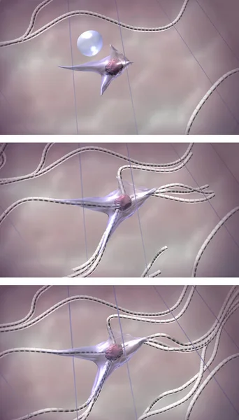 Deri dokuları yenilenme teknolojisi. Hyaluronik asit tarafından aktive edilen fibroblastlar deri dokularında kolajen lifleri üretimini teşvik eder. 3d oluşturulmuş adım adım resimleme