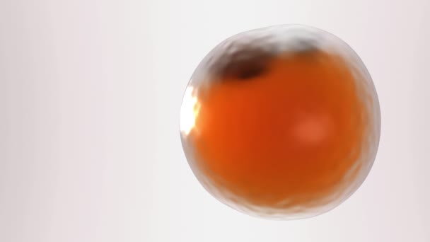 Adipose Cell Modell Slow Motion Vit Fettcell Ljus Bakgrund Med — Stockvideo