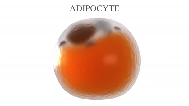 Adipocytstruktur Animering Som Visar Namnen Viktigaste Delarna Som Bildar Vit — Stockvideo