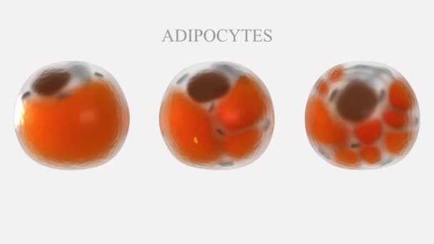 アディオポサイト3Dモデル 人間の脂肪細胞の白いベージュおよび茶色のタイプの構造的な違いの比較 — ストック動画
