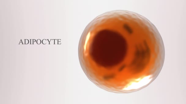 Fettcellsstruktur Modell Vit Fettcell Med Kärna Mitokondrier Golgi Apparater Cytoplasma — Stockvideo