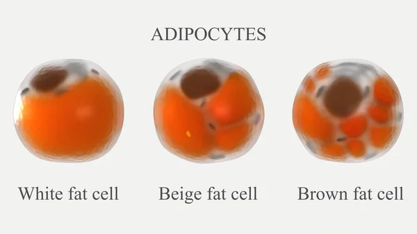 Adipocytes 렌더링 일러스트 베이지색과 유형의 세포의 구조적 로열티 프리 스톡 이미지
