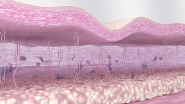 Kolagenová Vlákna Regenerují Kožních Tkáních Aktivace Fibroblastů Utažení Vrásek Extracelulární — Stock video