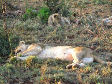 Lion cub falling asleep with mother 