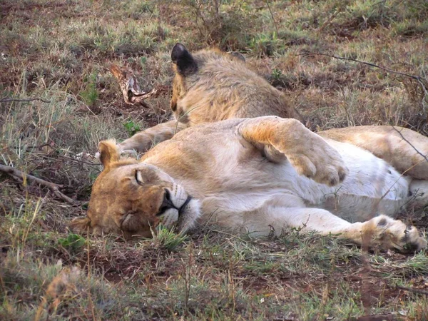 Lioness and cub nap time