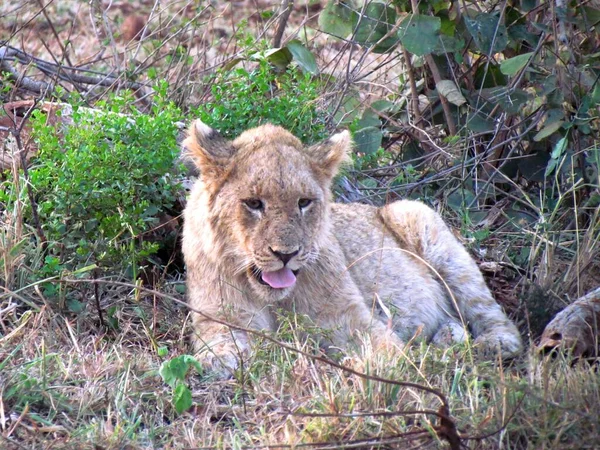Lion cub having a good yawn