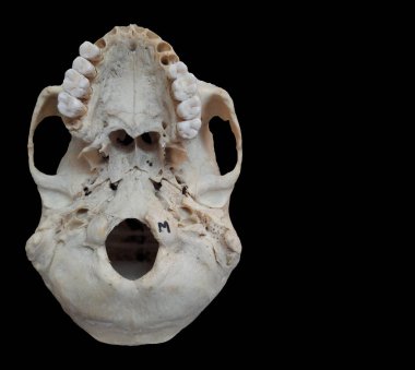 Anatomik Çalışmalar: Siyah Arkaplan 'daki Yetişkin İnsan Kafatası Üssü