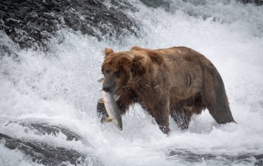 McNeil Nehri Eyalet Mabedi 'nde şelalede ağzında somon balığı olan Alaska kahverengi ayısı..