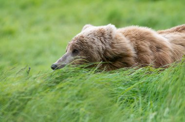 Alaska kahverengi ayısı McNeil Nehri 'ndeki bir çayırda dikizliyor.