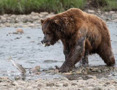 Alaska kahverengi ayısı ağzında somon balığıyla McNeil Nehri 'nin sığ bir deresinde Sığınak ve Sığınak' ta.