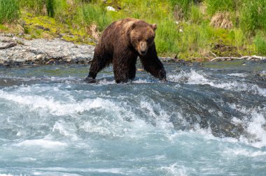 Alaska kahverengi ayısı McNeil Nehri Eyalet Mabedi 'nde somon avlamak için şelalenin akıntılarında duruyor.
