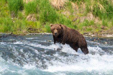 Alaska kahverengi ayısı McNeil Nehri Eyalet Mabedi 'nde somon avlamak için şelalenin akıntılarında duruyor.