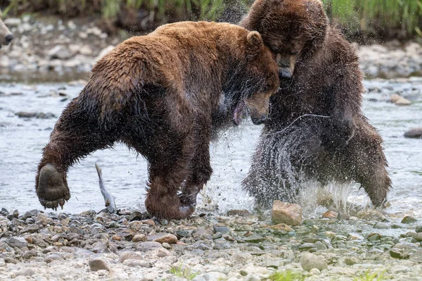 Dwóch Dorosłych Alaskan Brown Zamkniętych Intensywnej Bitwie Wzdłuż Płytkiego Potoku — Zdjęcie stockowe