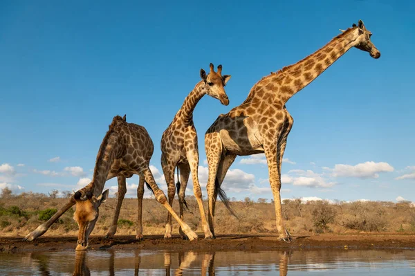 Drie Giraffen Drinken Bij Een Waterput Een Avond Zuid Afrika — Stockfoto