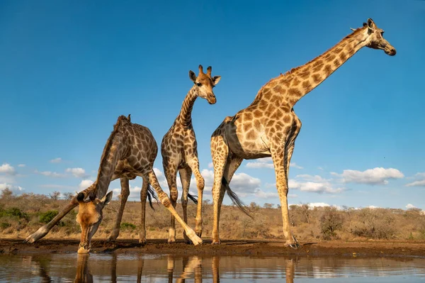 Drie Giraffen Drinken Bij Een Waterput Een Avond Zuid Afrika — Stockfoto