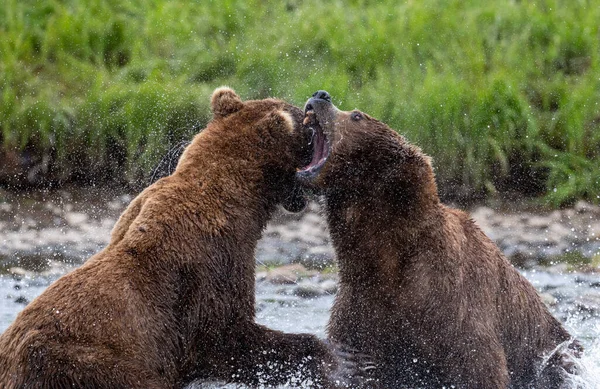 Zwei Erwachsene Alaska Braune Einem Intensiven Kampf Entlang Eines Flachen — Stockfoto