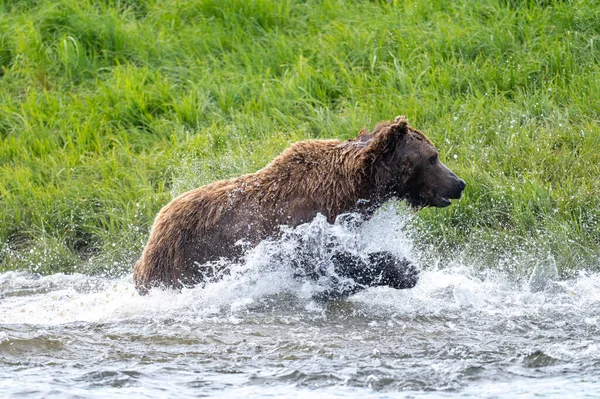 Alaskan Ruskea Karhu Syöksyy Kohti Lohta Mikfik Creekissä Mcneil River — kuvapankkivalokuva