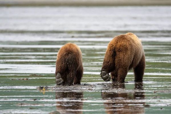 一只阿拉斯加棕熊的母熊和幼崽正穿过泥滩而去 — 图库照片