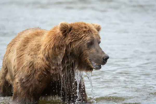 Alaska Braunbär Watet Durch Das Wasser Des Mikfik Creek Mcneil — Stockfoto