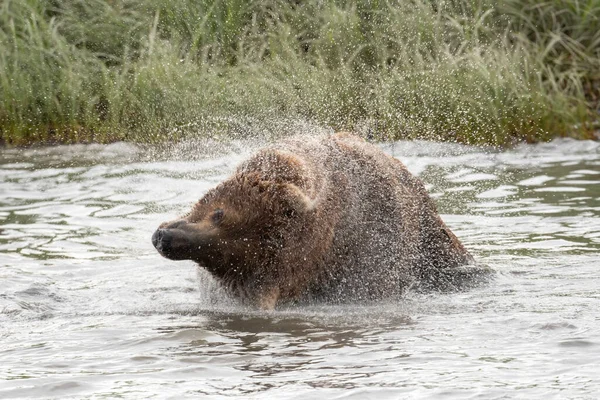 Aljašský Medvěd Hnědý Otřásl Když Stál Zátoce Mikfik Řeky Mcneil — Stock fotografie