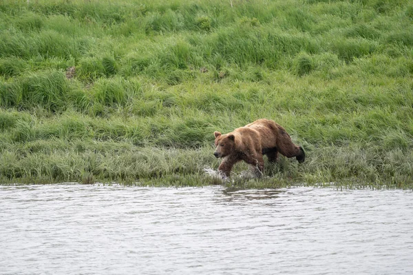 Alaskan Brown Bear Lunging Attempt Catch Salmon Mikfik Creek Mcneil — Stockfoto