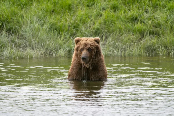 Alaskan Brown Bear Standing Mikfik Creek Mcneil River State Game — Stock Photo, Image