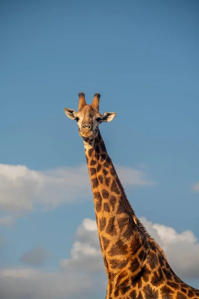 Zsiráf Kék Miközben Ellátogat Egy Víznyelő Dél Afrikában — Stock Fotó