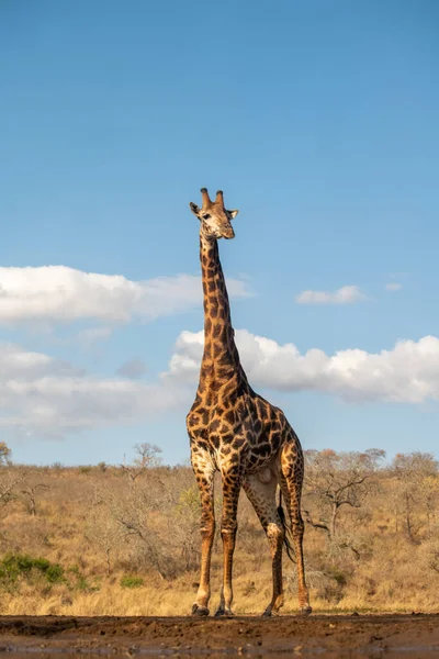 Giraffe Blauwe Lucht Tijdens Een Bezoek Aan Een Waterput Zuid — Stockfoto
