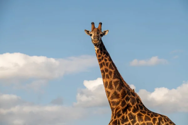 Giraffe Und Blauer Himmel Beim Besuch Eines Wasserlochs Südafrika — Stockfoto