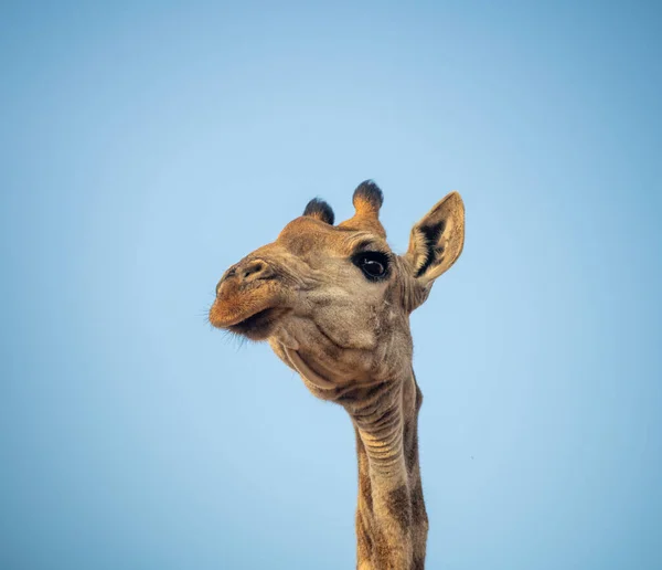 Giraffe Blue Sky While Visiting Water Hole South Africa — Stock Photo, Image