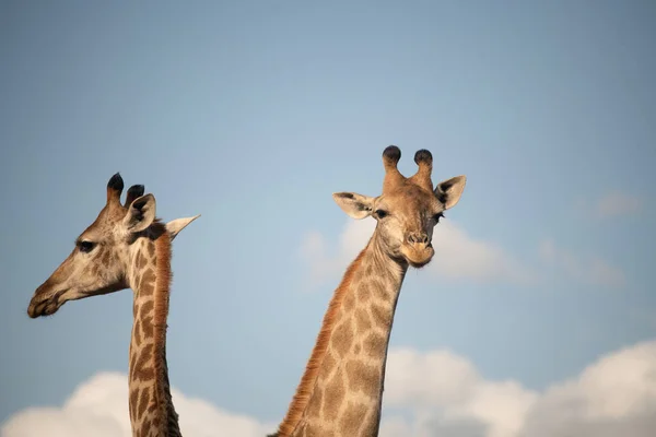 Két Zsiráf Kék Égbolttal Felhőkkel Dél Afrikában — Stock Fotó