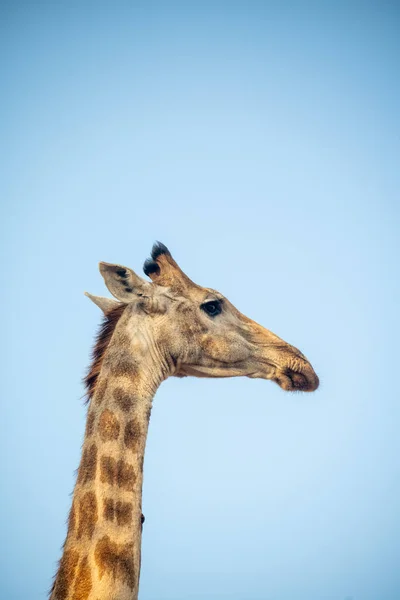 Zsiráf Kék Miközben Ellátogat Egy Víznyelő Dél Afrikában — Stock Fotó