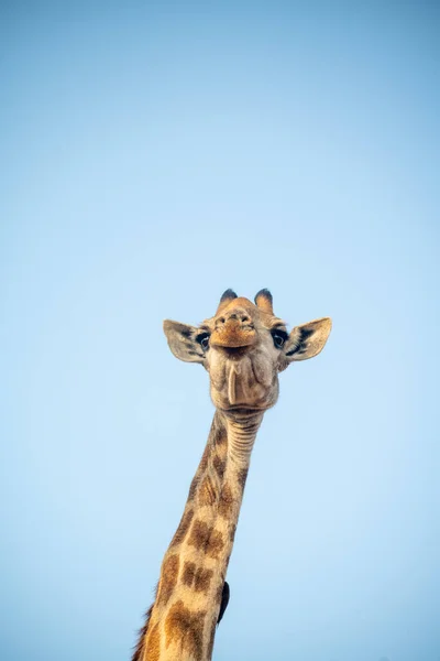 Giraffe Blå Himmel Mens Besøger Vandhul Sydafrika - Stock-foto