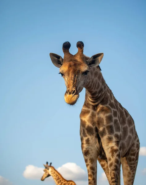 Giraffe Beim Besuch Eines Wasserlochs Südafrika Bei Blauem Himmel — Stockfoto