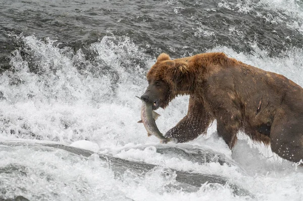 Аляскинский Бурый Медведь Лососем Рту Водопада Заповеднике Заповеднике Макнил Ривер — стоковое фото