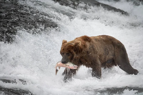 在麦克尼尔河州野生动物保护区和保护区的瀑布中 阿拉斯加棕熊嘴里衔着鲑鱼 — 图库照片