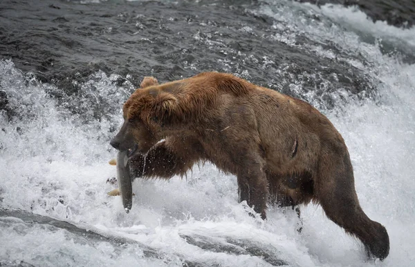 マクニール川州立ゲームサンクチュアリと避難所の滝で 口の中にサーモンとアラスカの茶色のクマ — ストック写真