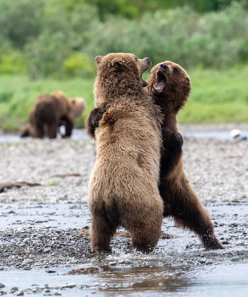Two Alaskan Brown Bears Play Fighting Edge Creek — Stock Photo, Image
