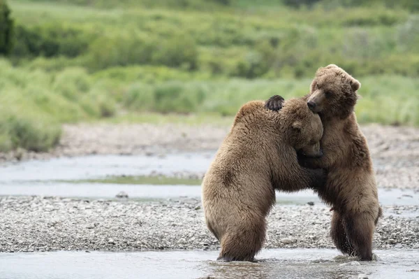 Dwa Młode Niedźwiedzie Brunatne Alaski Ściskają Się Podczas Walki Nad — Zdjęcie stockowe