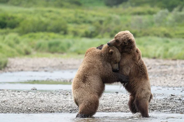 两名阿拉斯加棕熊幼熊在麦克尼尔河沿岸的国家野生动物保护区和庇护所玩耍时拥抱在一起 — 图库照片