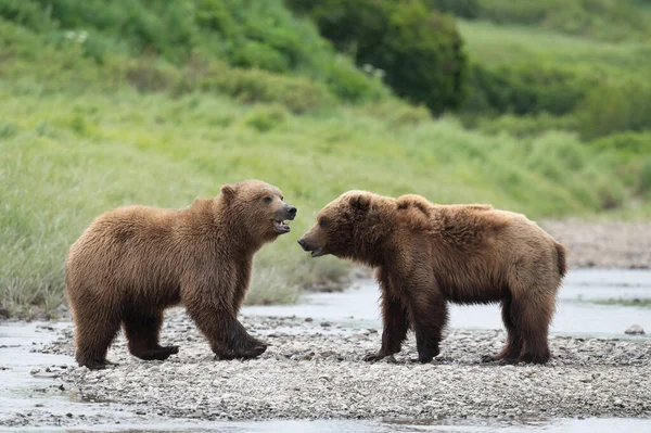 Δύο Νεανικές Καφέ Αρκούδες Της Αλάσκας Αντιμετωπίζουν Μακριά Στην Ακτή — Φωτογραφία Αρχείου