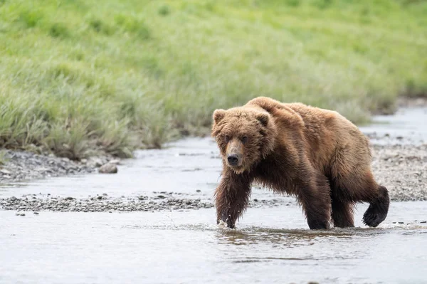 阿拉斯加的一条小河中行走的阿拉斯加棕熊 — 图库照片