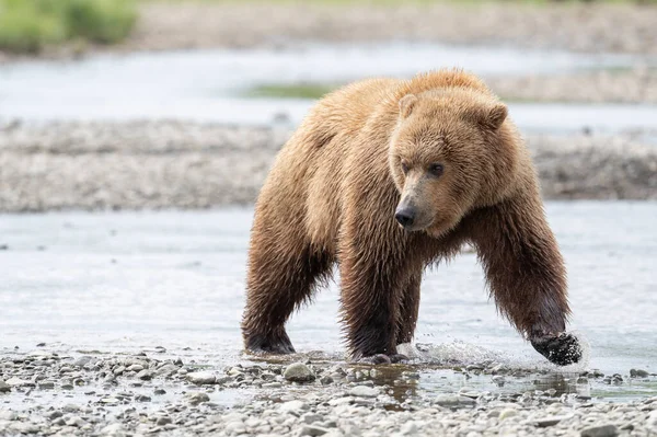 アラスカの茶色のクマはアラスカの小川を歩いています — ストック写真