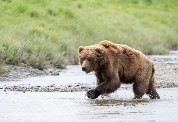 Aljašský Medvěd Hnědý Kráčí Potokem Aljašce — Stock fotografie
