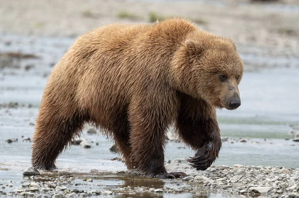 Urso Marrom Alasca Caminhando Por Riacho Alasca — Fotografia de Stock