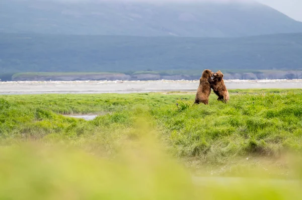 Alaska Braunbär Sparring Der Ferne Mcneil River State Game Sanctuary — Stockfoto