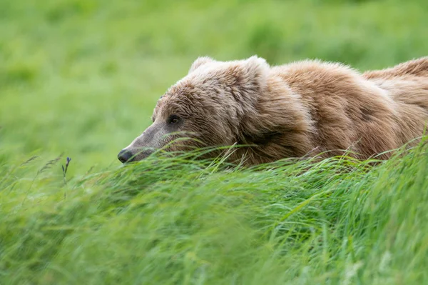 Αλάσκα Καφέ Αρκούδα Κρυφοκοιτάζει Από Ψηλά Γρασίδι Ένα Λιβάδι Στον — Φωτογραφία Αρχείου