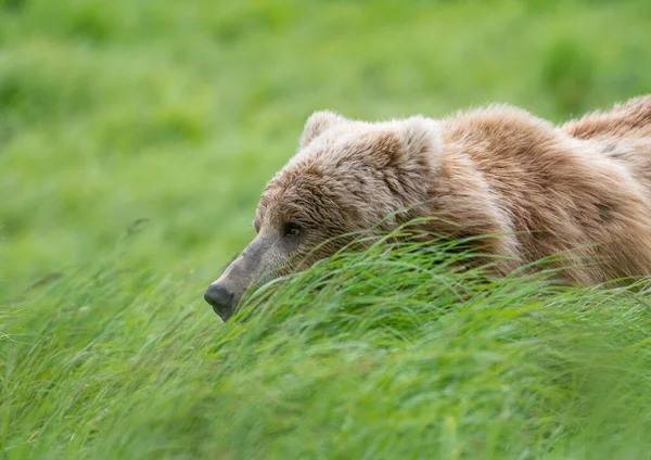 Aljašský Medvěd Hnědý Vykukuje Vysoké Trávy Louce Řece Mcneil — Stock fotografie