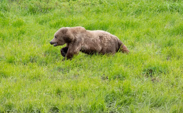 Аляскинский Бурый Медведь Бегущий Втроем Открытом Поле Реке Макнил — стоковое фото