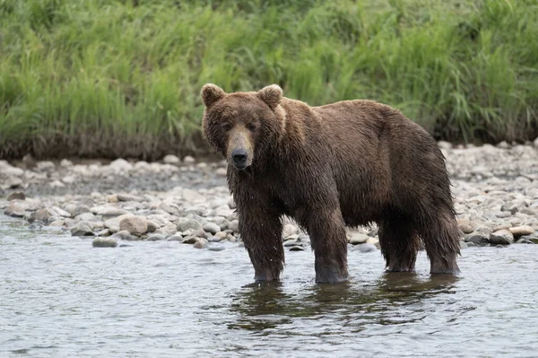 Alaska Brunbjörn Står Grunt Vatten Vid Mcneil River — Stockfoto